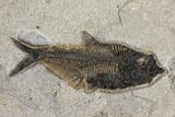Priscacara & Diplomystus Fossil Fish Plate - Wyoming #151607-3